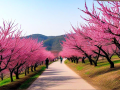 桃花景点，寻觅春日里的那抹粉色浪漫