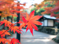 日本枫叶景点，寻觅秋意的诗画之旅