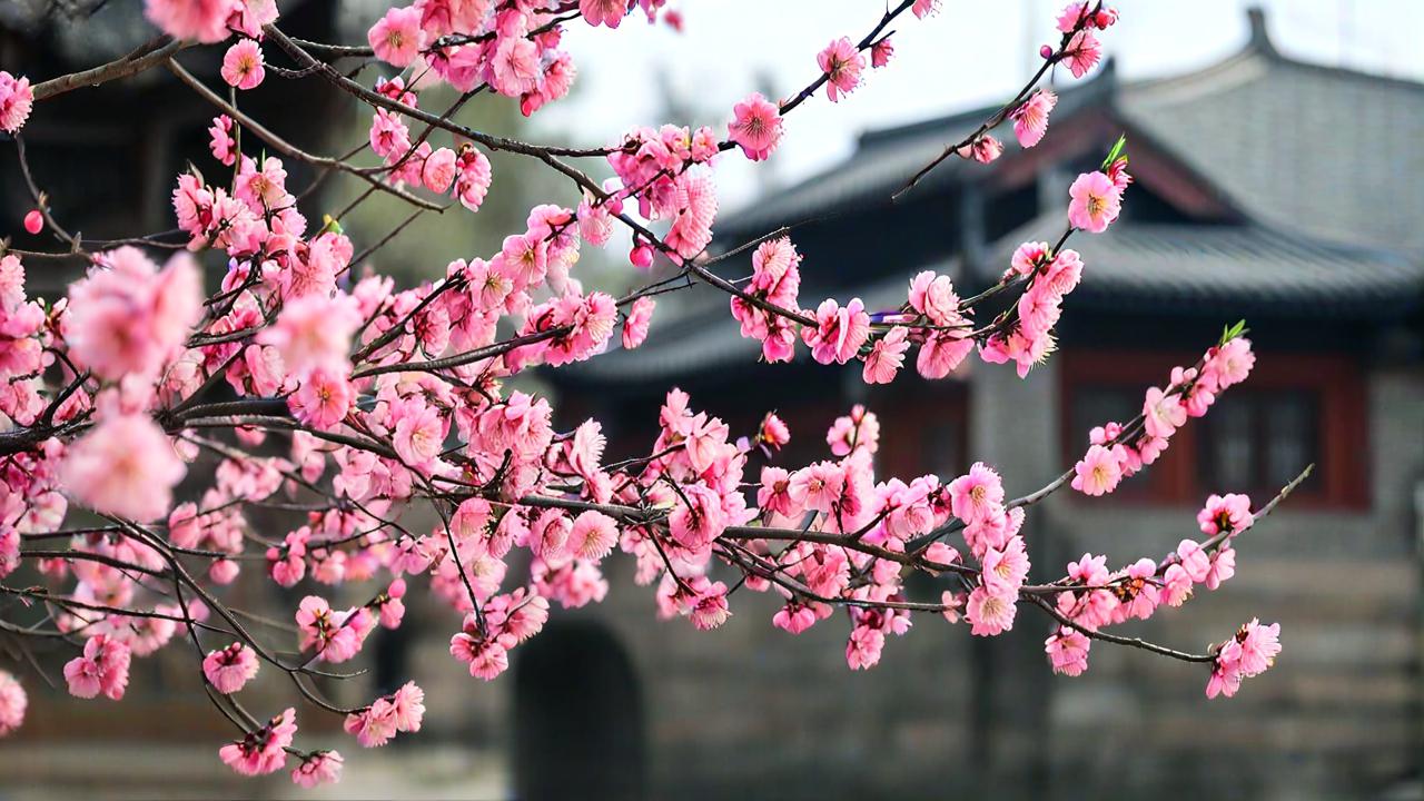 枝城游记，探寻古韵，邂逅时光-第3张图片-广西旅游攻略网